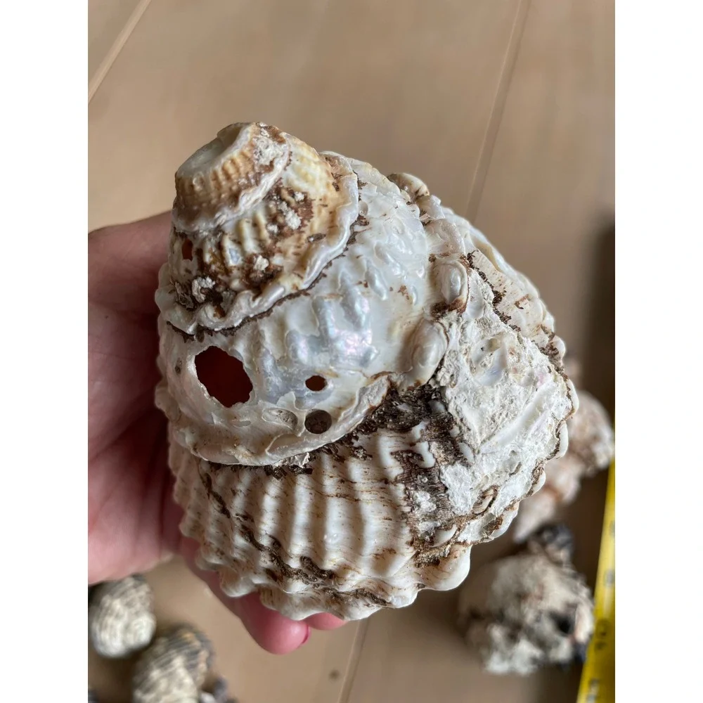 Large Mixed Seashell Collection 16 Natural Beach Shells Craft Decor Display Lot